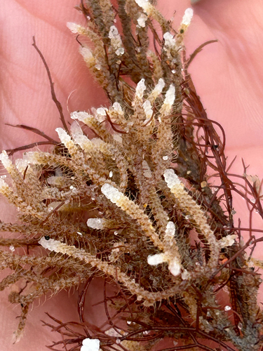 Hairy Sea-mat