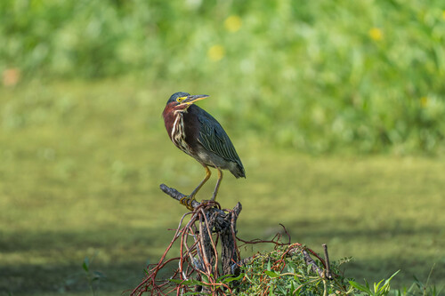 Green Heron