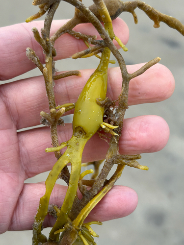 Knotted Wrack
