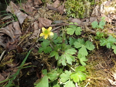 Ranunculus taisanensis