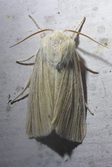 Acronicta insularis