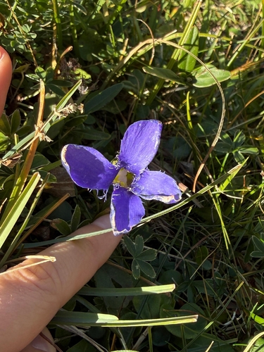Fringe-flowered Gentian