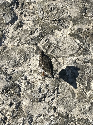Ruddy Turnstone
