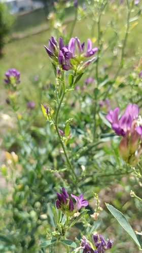 Alfalfa