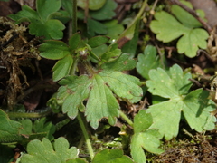 Ranunculus taisanensis