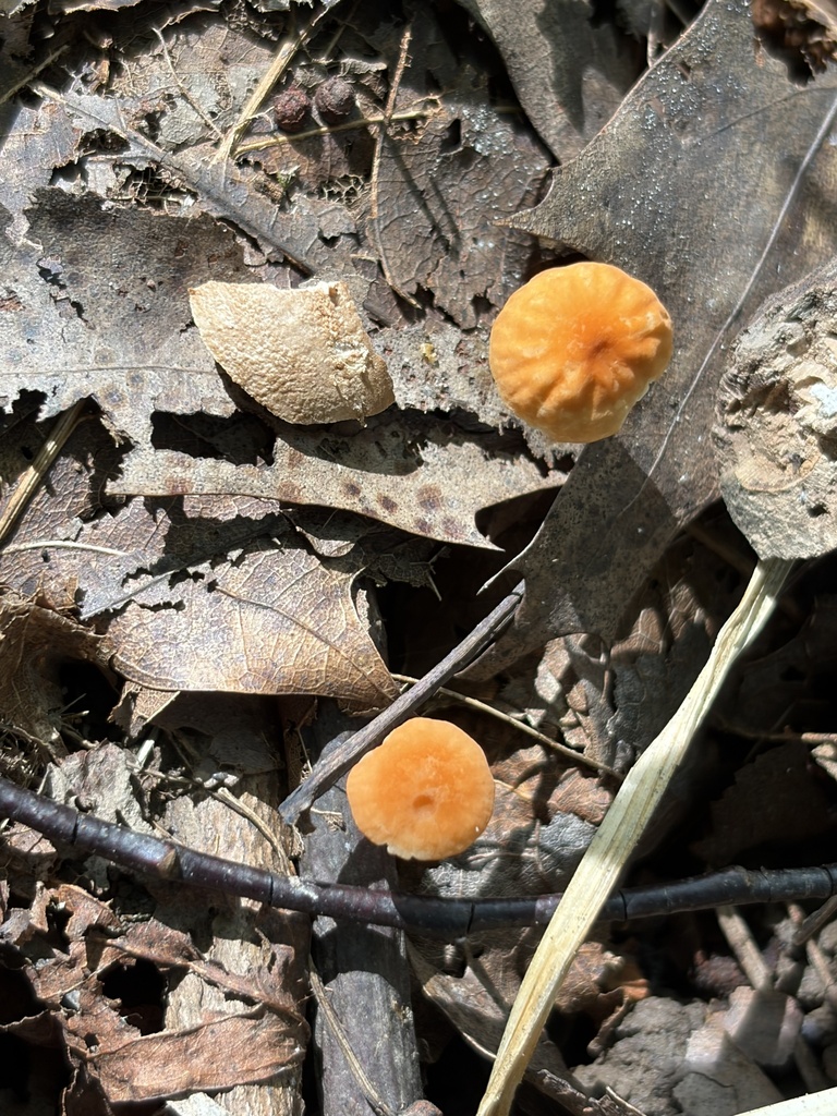 Orange Pinwheel · September 2026 · photo: Photo: (c) Julie Travaglini, some rights reserved (CC BY) · iNaturalist