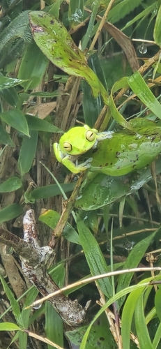 Moore's Shrub Frog