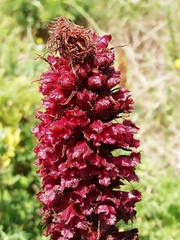 Orobanche foetida