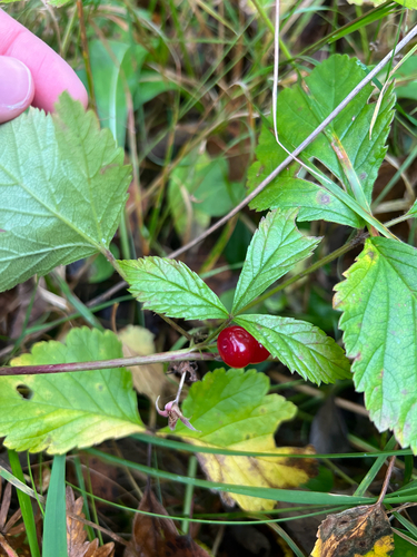 Stone Bramble