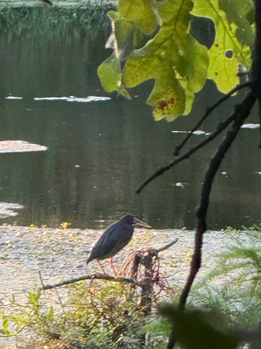 Green Heron