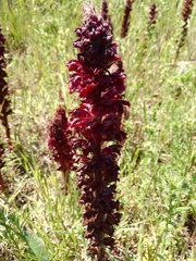 Orobanche foetida