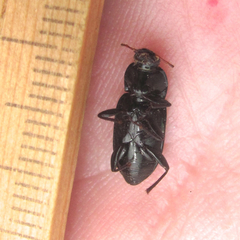 Poecilus chalcites