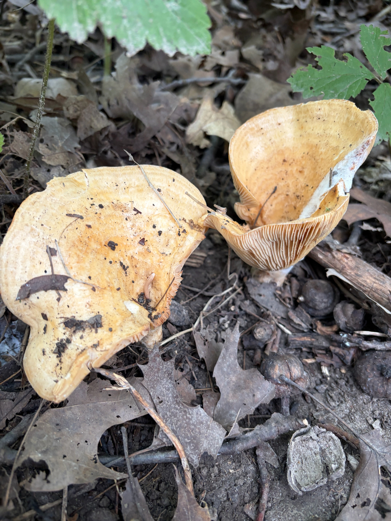 Lactarius psammicola · September 2026 · photo: Photo: no rights reserved · iNaturalist
