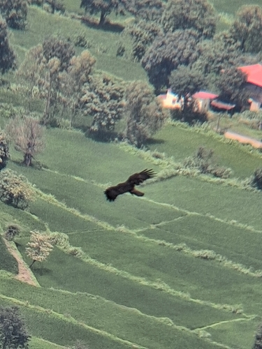 Black Eagle (Western)