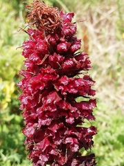 Orobanche foetida