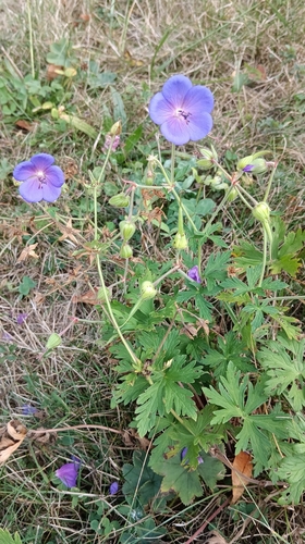 Meadow Crane's-bill