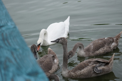 Mute Swan
