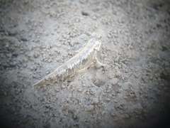 Periophthalmus modestus