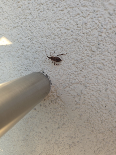 Western Conifer Seed Bug