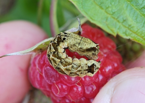Peach Blossom Moth