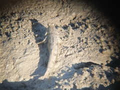 Periophthalmus modestus