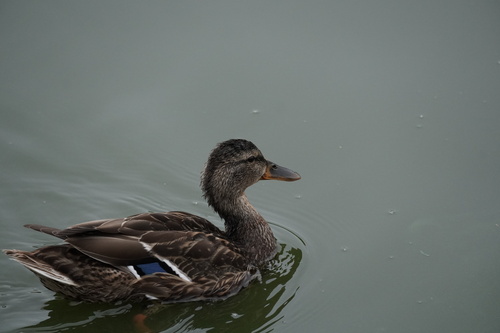 Mallard