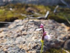 Eriochilus scaber