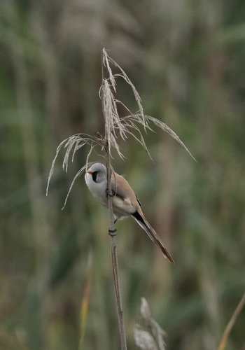 Bearded Reedling