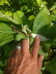 Trillium albidum