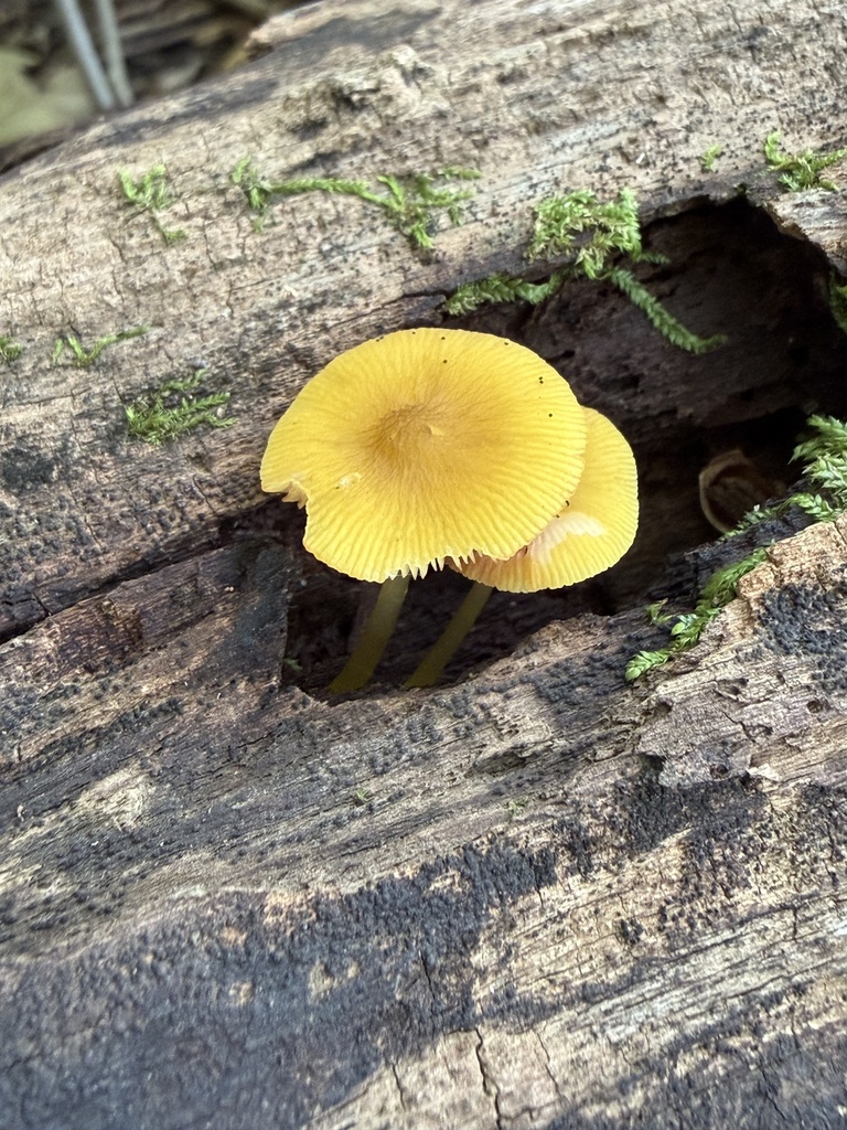 Yellow Deer Mushroom · September 2026 · photo: Photo: (c) Julie Travaglini, some rights reserved (CC BY) · iNaturalist
