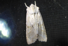 Lithophane bethunei