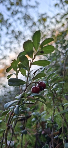 Lingonberry