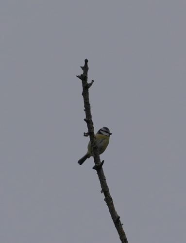 Eurasian Blue Tit