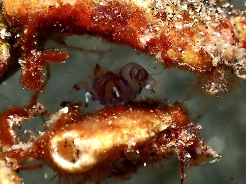 Gnathophyllum americanum, 2026-08-29