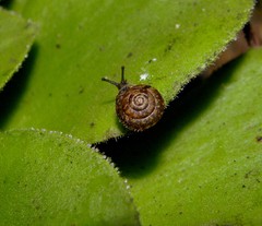 Actinella arridens