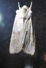 Lithophane bethunei