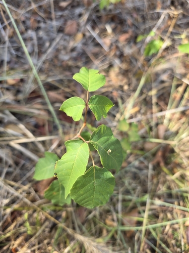 Midwestern poison ivy