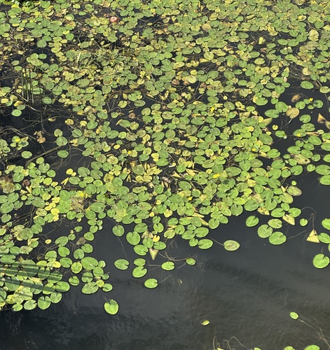 Nymphoides peltata, photograph 5