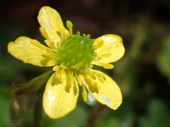 Ranunculus taisanensis