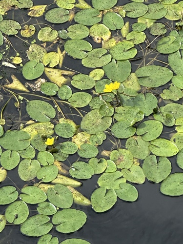Nymphoides peltata, photograph 6