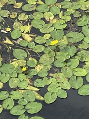 Nymphoides peltata, photograph author not stated, no rights reserved