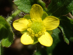 Ranunculus taisanensis