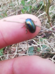 Chrysolinina