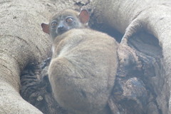 Lepilemur ankaranensis