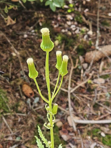 American burnweed