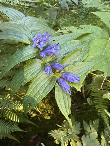 willow gentian