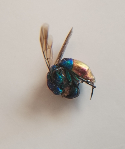 Chrysis fulgida