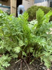 Tracheophyta