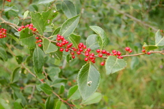 Xylosma venosa