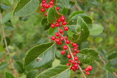 Xylosma venosa